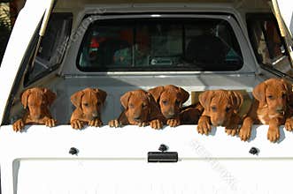 Litter of puppies