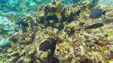 Tropical coral reefs with colorful fishes