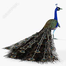Peacock Profile