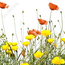 Wild flowers