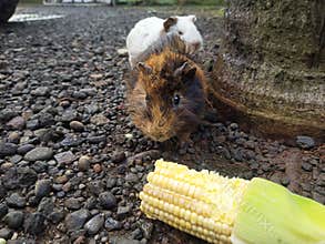 Animal mammalia cute mouse