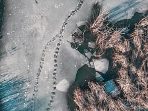 Panoramic aerial view of a frozen lake with animal tracks and cracked ice. Animal tracks on the frozen surface of the lake