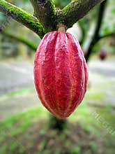 a ripe cocoa fruit or pods on the tree. cocoa fruit hanging on the tree trunk