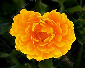 Yellow rose