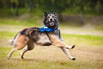 Funny dog Tervueren running