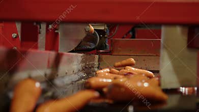 Carrot belt conveyor sorts carrots and transfers them. Production of root raw vegetables, sorting stage before shipment