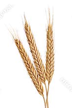 Three Wheat