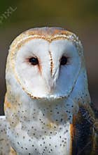 Barn Owl Close-up