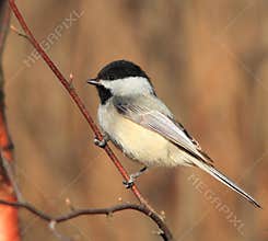 Black capped chickadee on a tree branch
