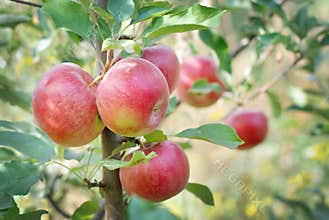 Apple tree