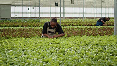 Agricultural worker cultivating organic lettuce checking for pests in hydroponic enviroment
