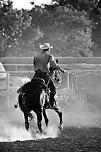 Cowboy in rodeo