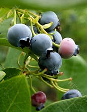 Blue Berries