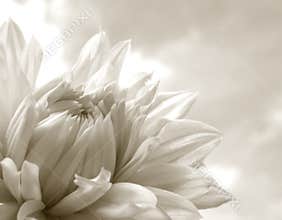 White Dahlia
