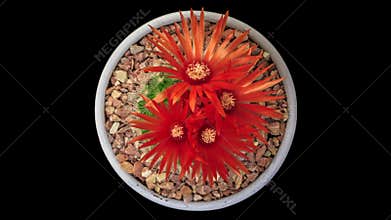 Cactus Blooming Action