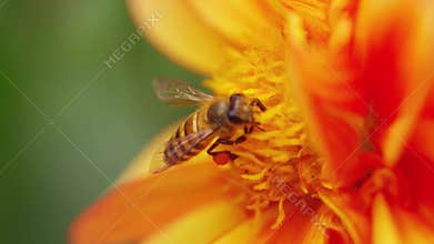 beetle looking for honey in sunflower,