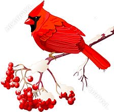 Red Cardinal bird