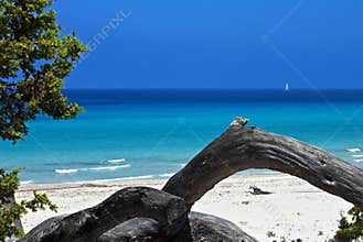 Saleccia Beach, Corsica