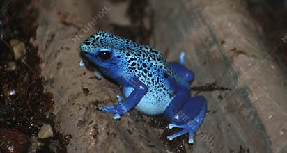 Poison dart frog