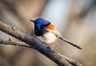 A Variegated Fairy Wren perched on a branch
