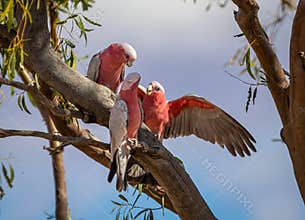 Three Galahs, pink and grey Australian iconic birds, interact energetically on a branch in the Australian Outback