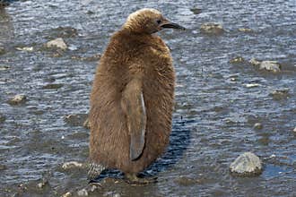 Fluffy chick of a king penguin standing in the mud
