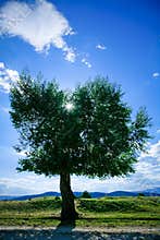 Willow tree