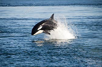 Killer whale