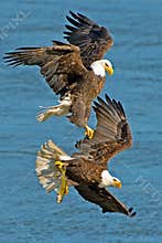 American Bald Eagle's
