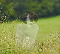 Pet bereavement angel dog