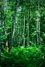 Forest