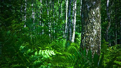 Forest
