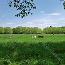 Bois de Vincennes in spring, view of the lake and the the chery blossom of the biggest public park of Paris