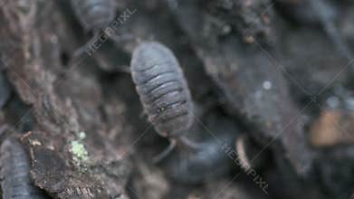 woodlouse insects macro
