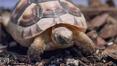 Marginated tortoise - looks around and walks away.