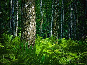 Forest