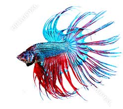 Betta Fish