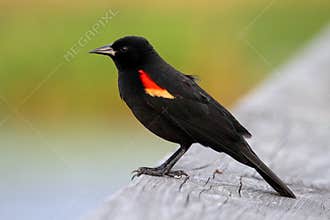 Male Red-winged Blackbird