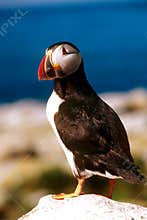Puffin