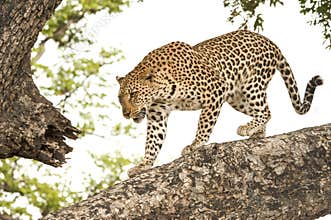 Leopard, Botswana, Africa. Wildlife, leopard in natural habitat on tree trunk, Okavango Delta, Botswana.