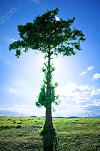 Pine tree