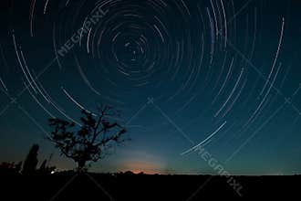 Tree and star trails