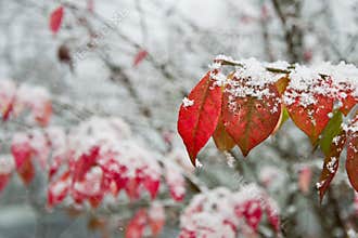 Fall Leaves Covered in Snow