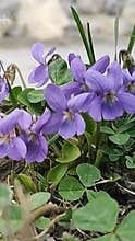 forest violets