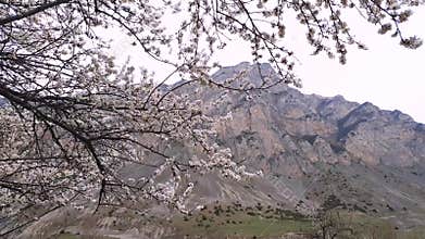 Cherry blossom in Caucasus mountains in early spring