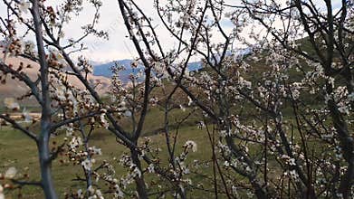 Cherry blossom in Caucasus mountains in early spring