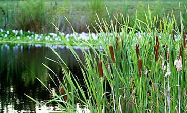 Cattails in a Pond