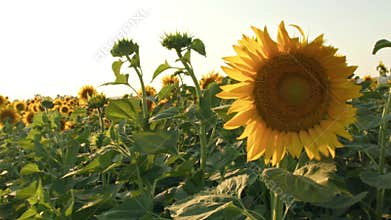 Field Of Sunflowers Wide Angle Summer Time