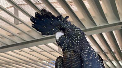 Female red tail cockatoo portrait