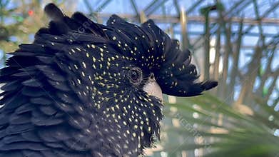Female black tail cockatoo face